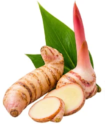 Ekstrakt galangala (Alpinia galanga) u sastavu {{OFFER_NAME}}