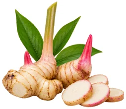 Ekstrakt galangala (Alpinia galanga) u sastavu {{OFFER_NAME}}