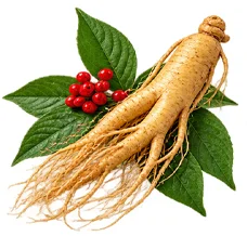 Ekstrakt ginsenga (Panax) u sastavu {{OFFER_NAME}}